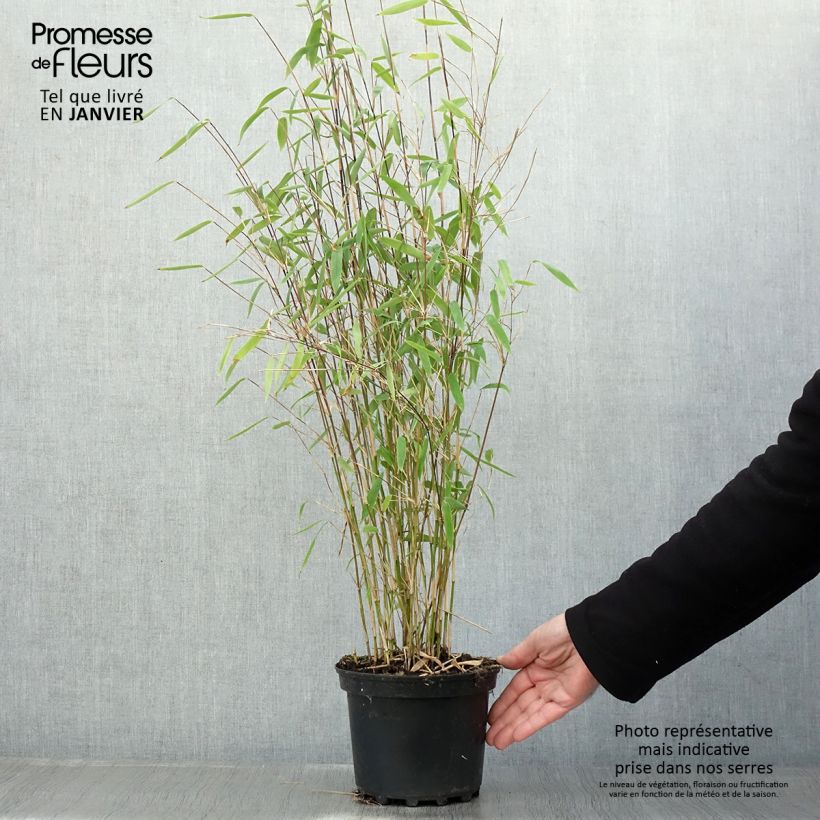 Fargesia Winter Joy Vaso da 2L/3L esemplare consegnato in inverno