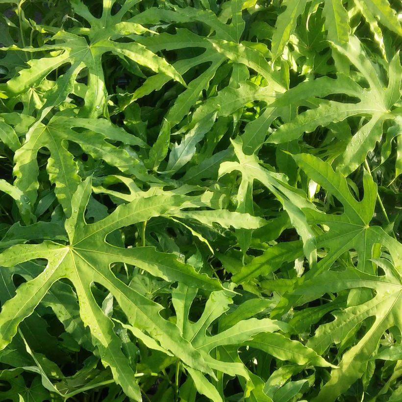 Fatsia polycarpa Green Fingers (Fogliame)