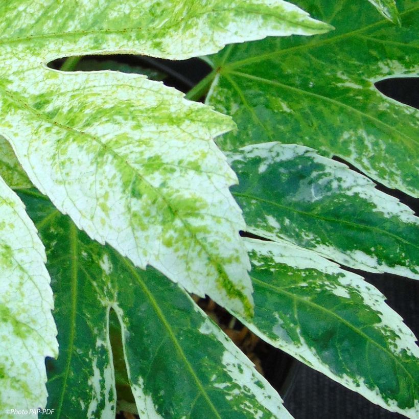 Fatsia japonica Spider's Web (Fogliame)