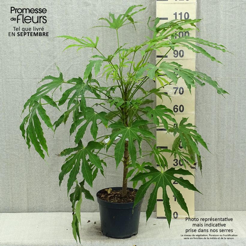 Esemplare di Fatsia polycarpa Green Fingers Vaso da 6L/7L come consegnato in autunno