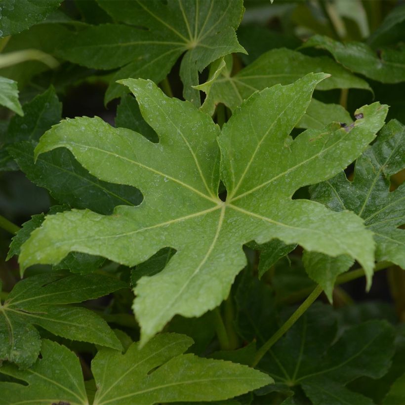 Fatsia japonica - Aralia giapponese (Fogliame)
