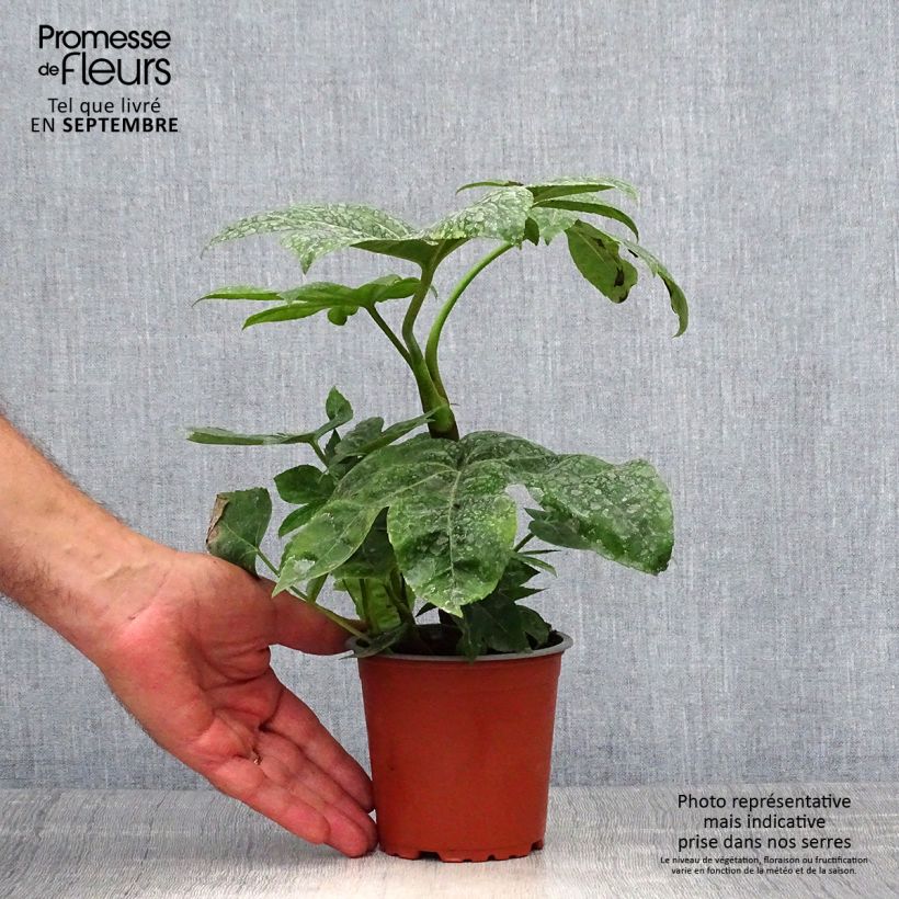 Esemplare di Fatsia japonica - Aralia giapponese Vasetto da 8/9 cm come consegnato in autunno