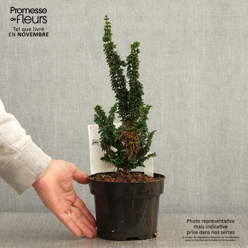 Esemplare di Chamaecyparis obtusa Chirimen - Cipresso di Hinoki Vaso da 2L/3L come consegnato in autunno