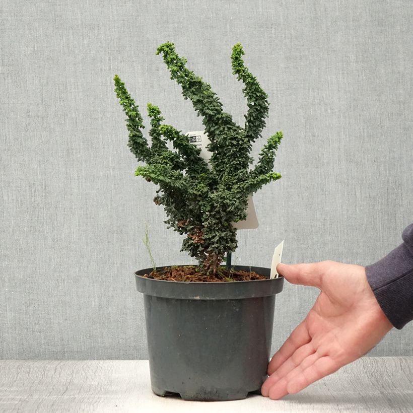 Esemplare di Chamaecyparis obtusa Chirimen - Cipresso di Hinoki Vaso da 2L/3L consegnato in estate