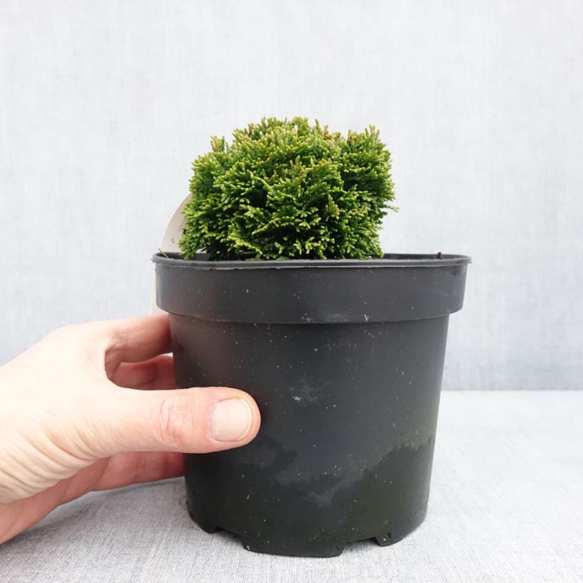 Chamaecyparis obtusa Juniperoides - Cipresso di Hinoki Vaso da 2L/3L esemplare consegnato in inverno