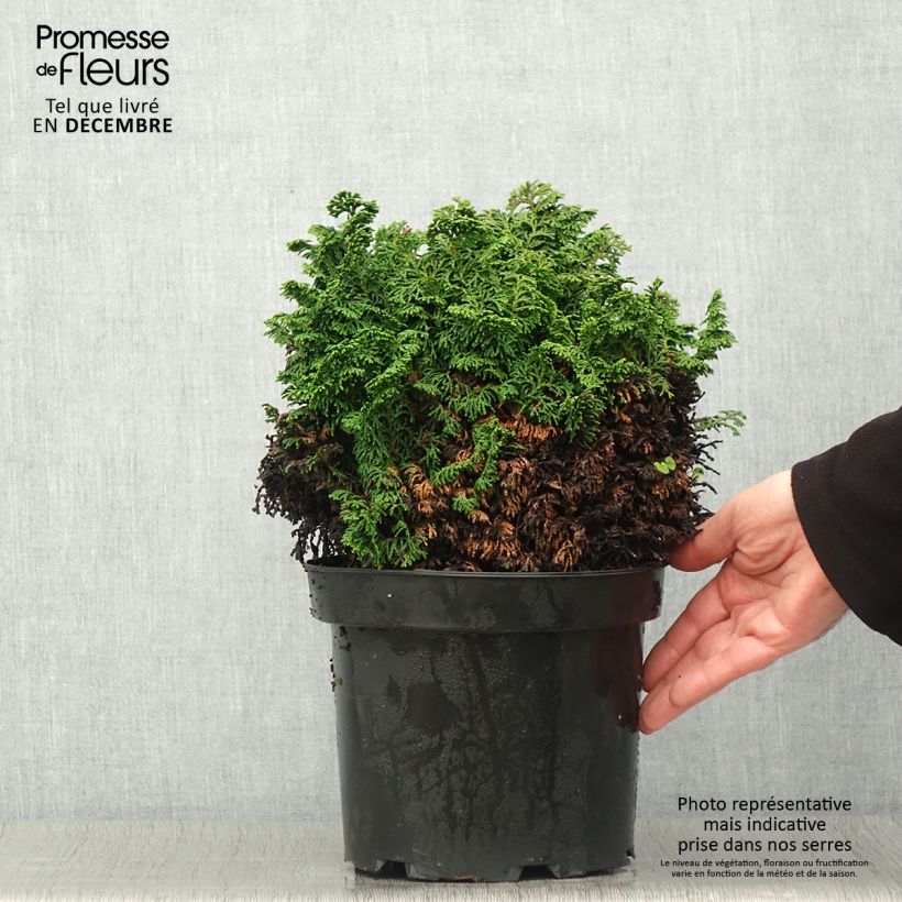 Esemplare di Chamaecyparis obtusa Kosteri - Cipresso di Hinoki Vaso da 4L/5L come consegnato in autunno