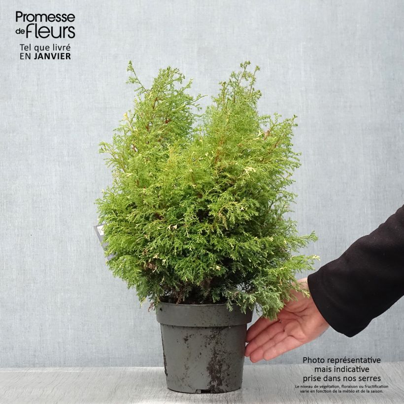 Chamaecyparis obtusa Saffron Spray - Cipresso di Hinoki Vaso da 2L/3L esemplare consegnato in inverno