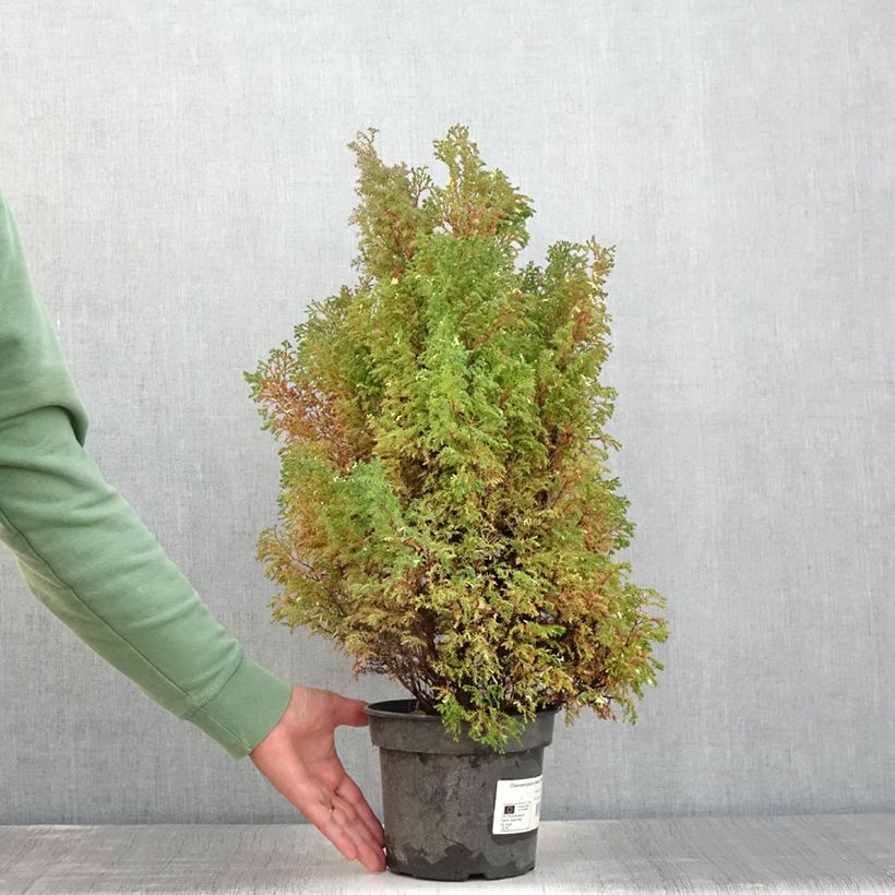Esemplare di Chamaecyparis obtusa Snowflake - Cipresso di Hinoki Vaso da 2L/3L consegnato in estate