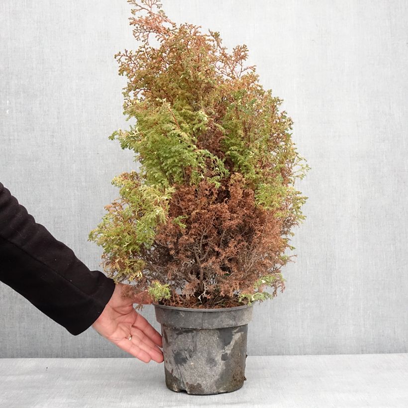 Chamaecyparis obtusa Snowflake - Cipresso di Hinoki Vaso da 2L/3L esemplare consegnato in inverno