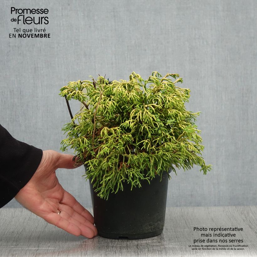 Esemplare di Chamaecyparis obtusa Tsatsumi Gold - Cipresso di Hinoki Vaso da 2L/3L come consegnato in autunno