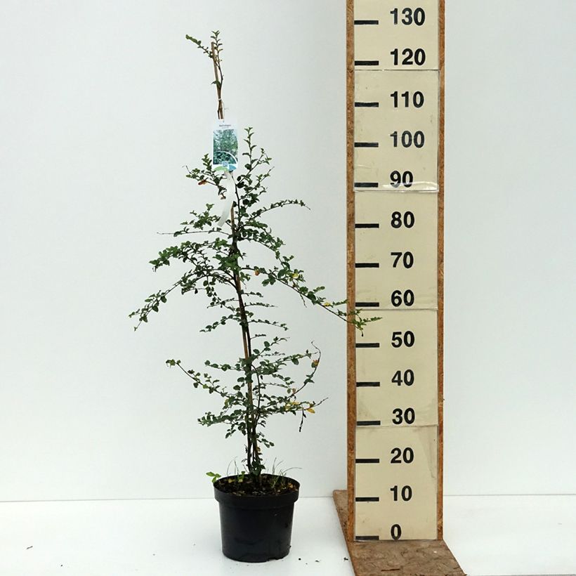 Esemplare di Nothofagus antarctica - Faggio australe Vaso da 4L/5L consegnato in estate