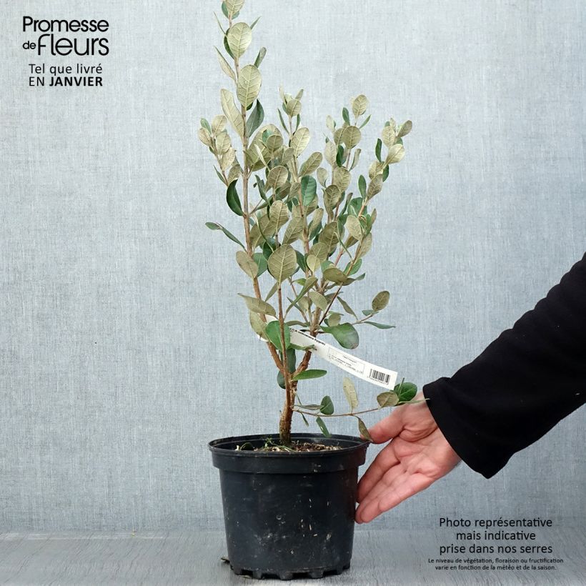 Feijoa Apollo Vaso da 3L/4L esemplare consegnato in inverno