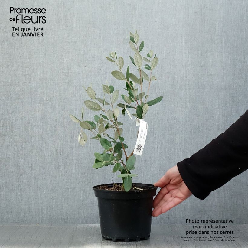 Acca sellowiana Mammouth - Feijoa Vaso da 3L/4L esemplare consegnato in inverno