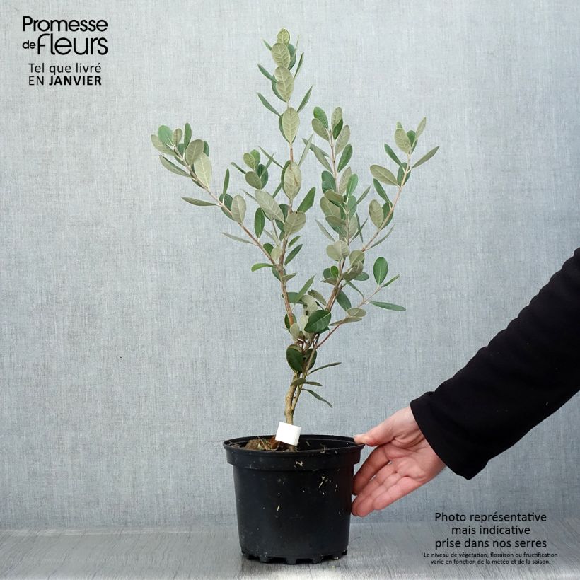 Feijoa Triumph Vaso da 3L/4L esemplare consegnato in inverno