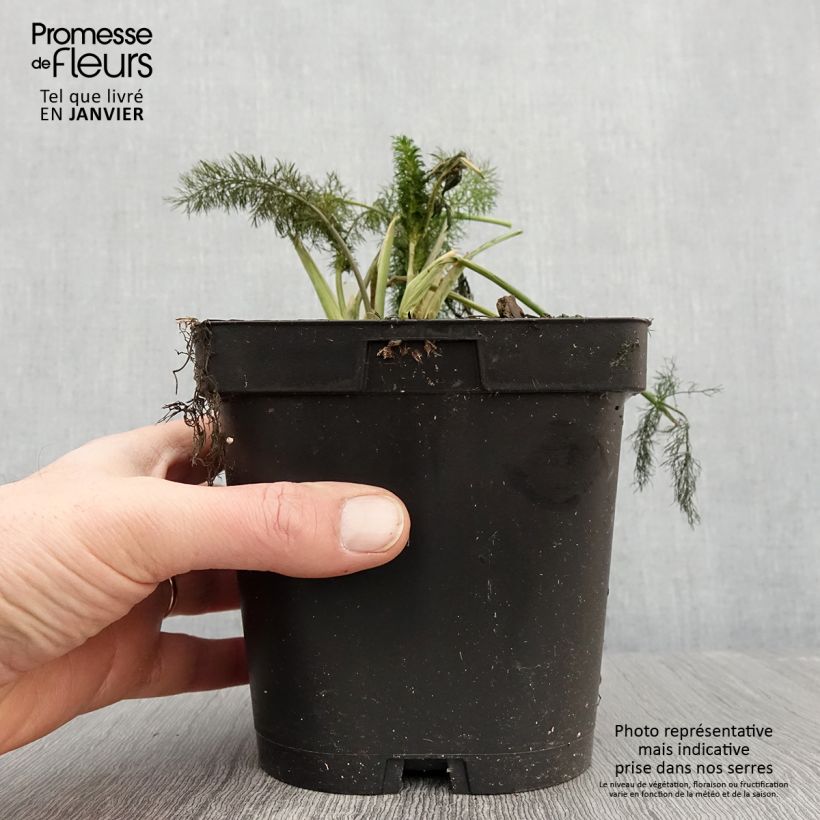 Finocchio Purpureum Vaso da 2L/3L esemplare consegnato in inverno