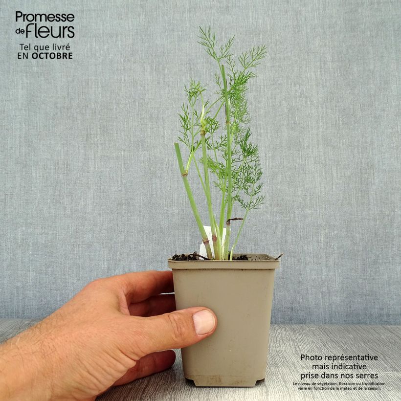 Esemplare di Foeniculum vulgare - Finocchio Vasetto da 7/8 cm come consegnato in autunno