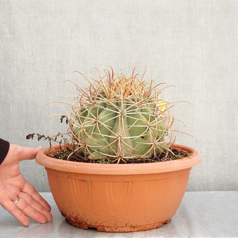 Esemplare di Ferocactus emoryi Ciotola da 7,5L/10L come consegnato in autunno