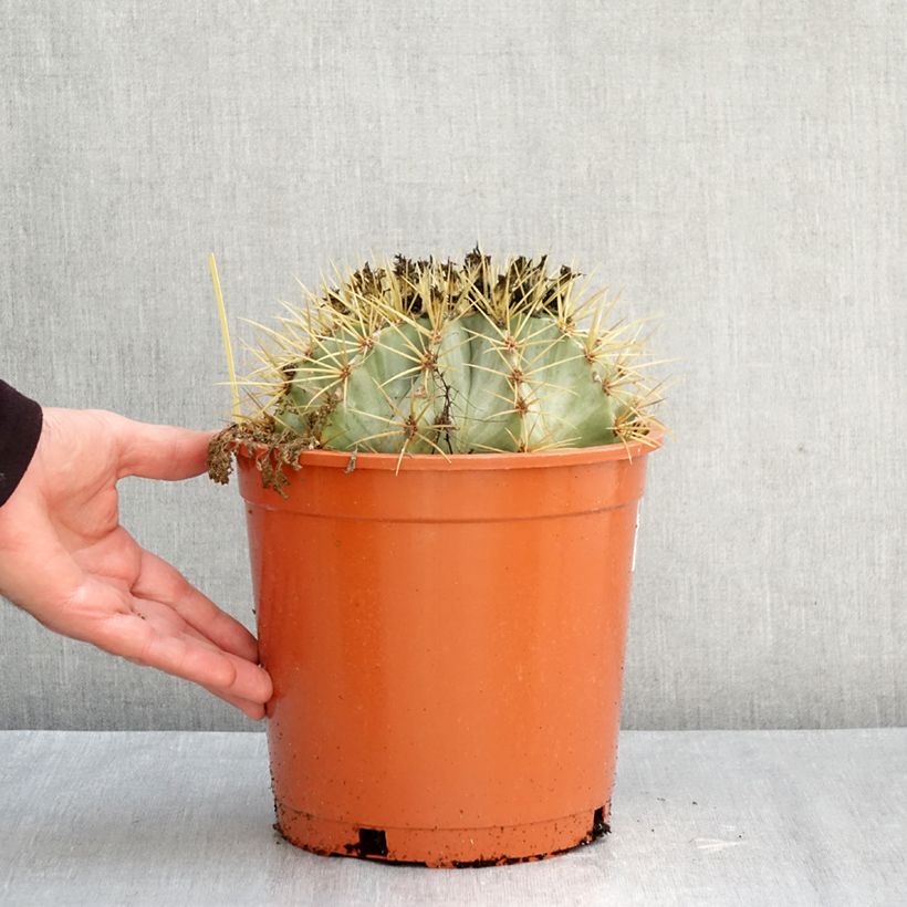 Esemplare di Ferocactus glaucescens Vaso da 4L/5L come consegnato in autunno