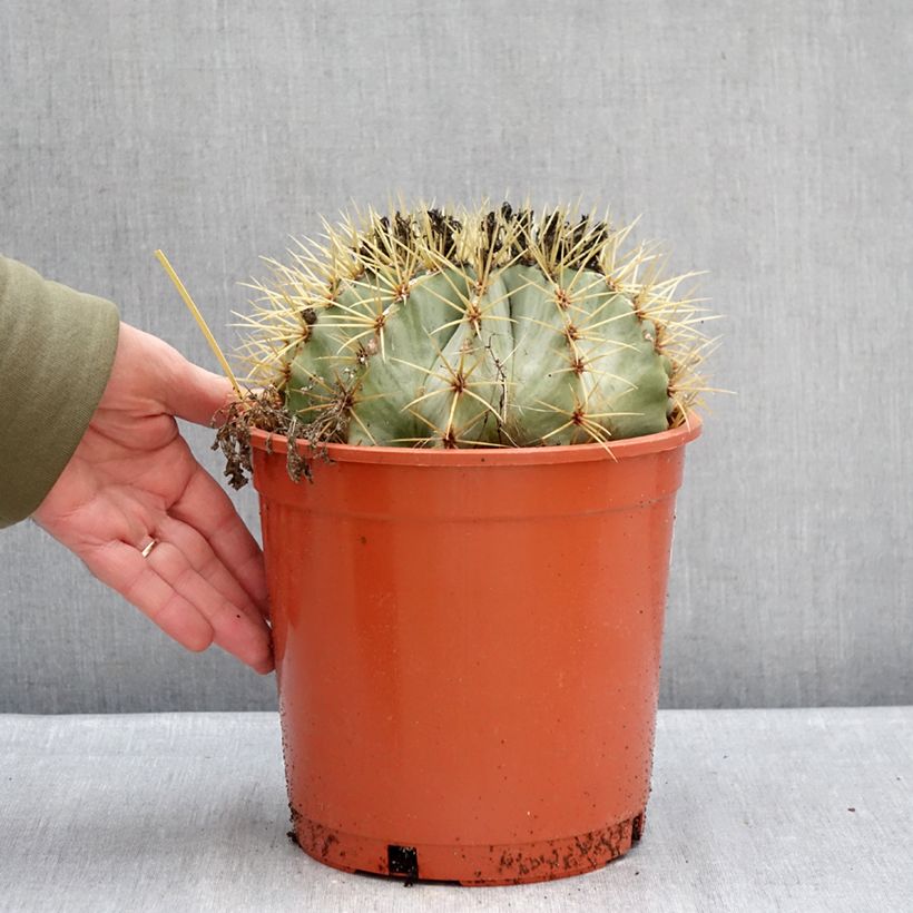 Ferocactus glaucescens Vaso da 4L/5L esemplare consegnato in inverno