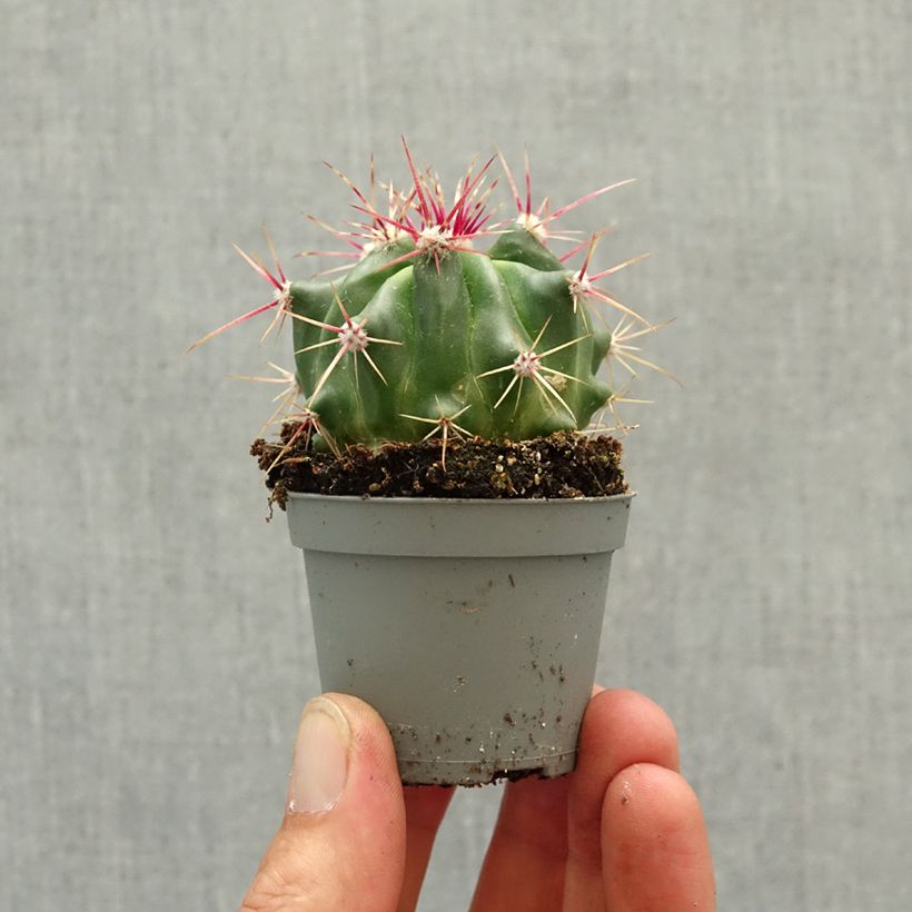Ferocactus latispinus - Cactus tonneau Mini-plante esemplare consegnato in primavera