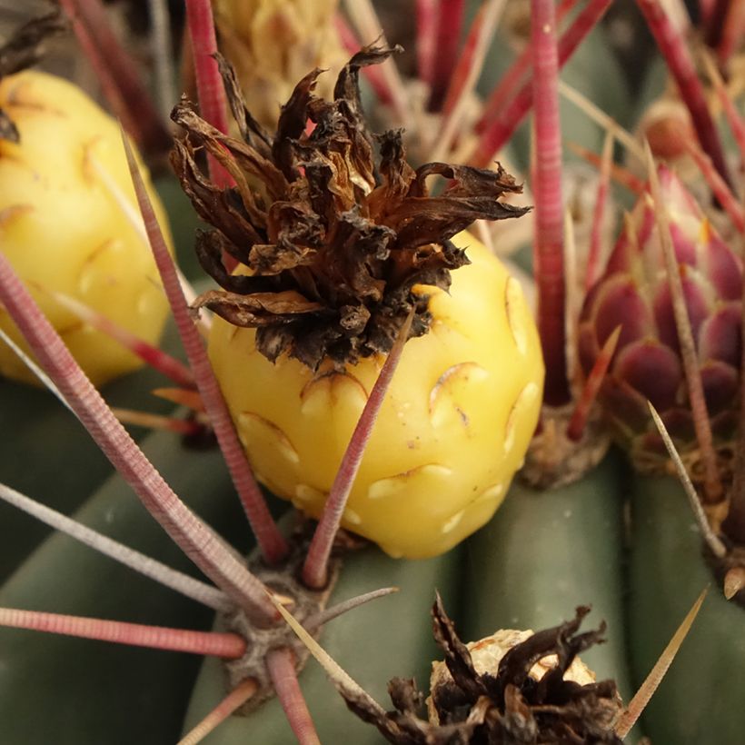 Ferocactus rectispinus (Raccolta)