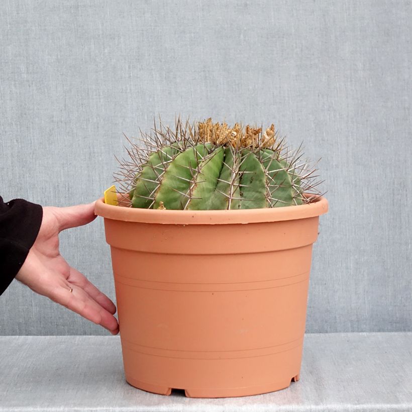 Esemplare di Ferocactus schwarzii Vaso da 7,5L/10L come consegnato in autunno