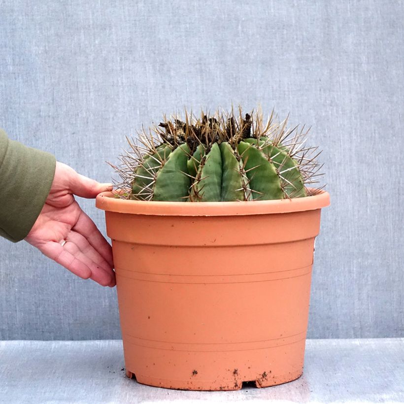 Ferocactus schwarzii Vaso da 7,5L/10L esemplare consegnato in inverno