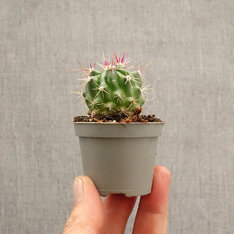 Ferocactus stainesii mini-pianta esemplare consegnato in primavera