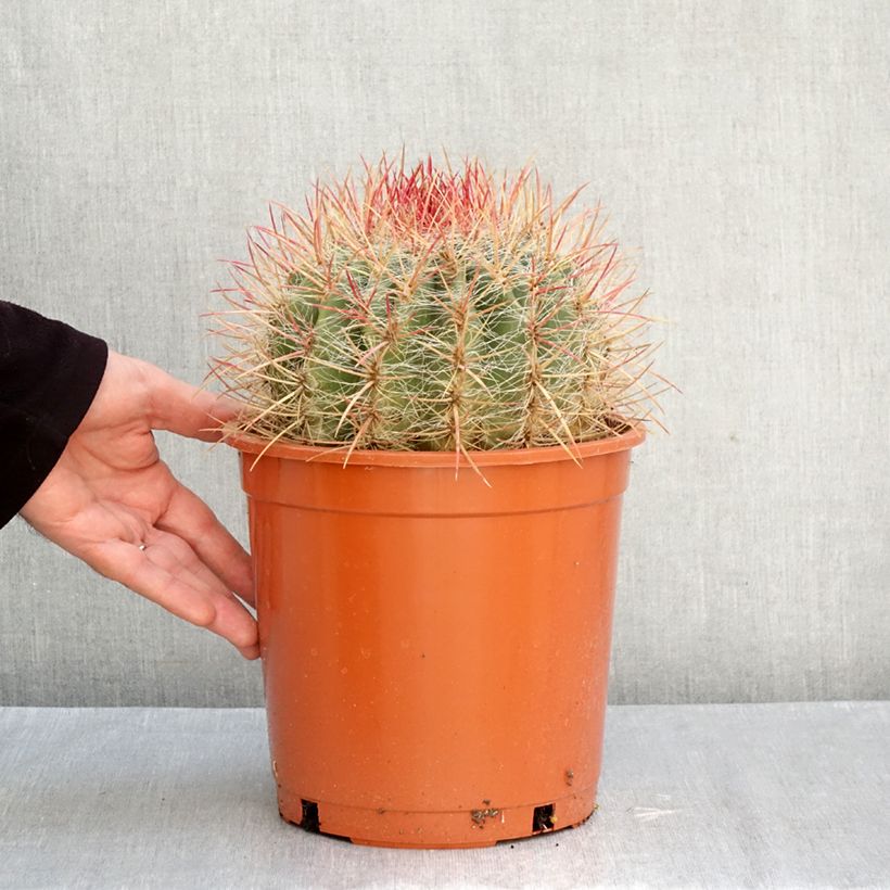 Esemplare di Ferocactus stainesii Vaso da 4L/5L come consegnato in autunno