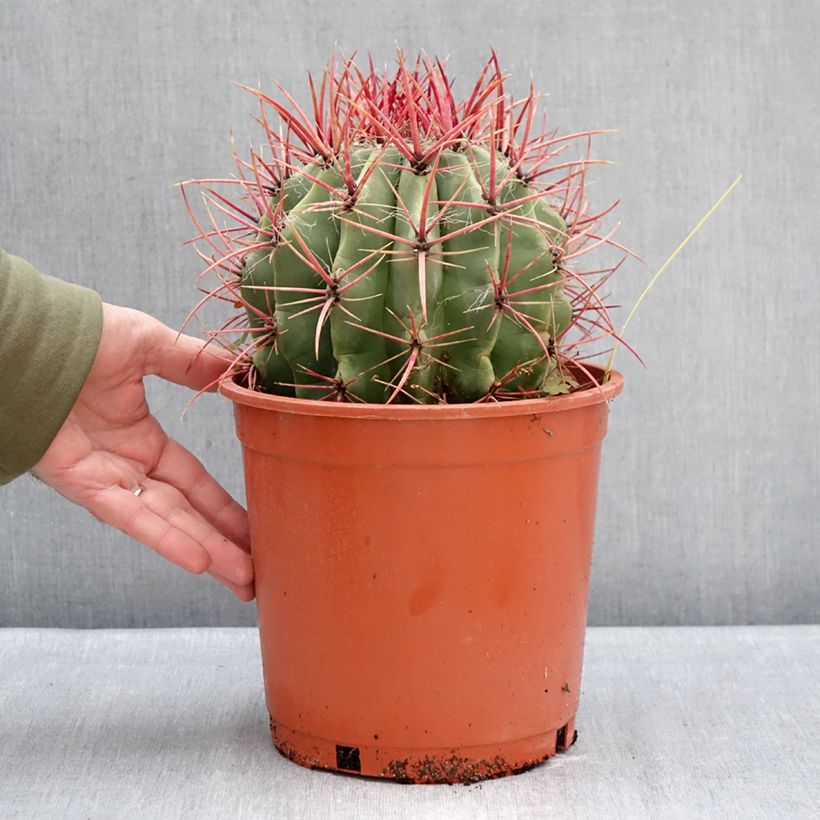 Ferocactus stainesii Vaso da 4L/5L esemplare consegnato in inverno