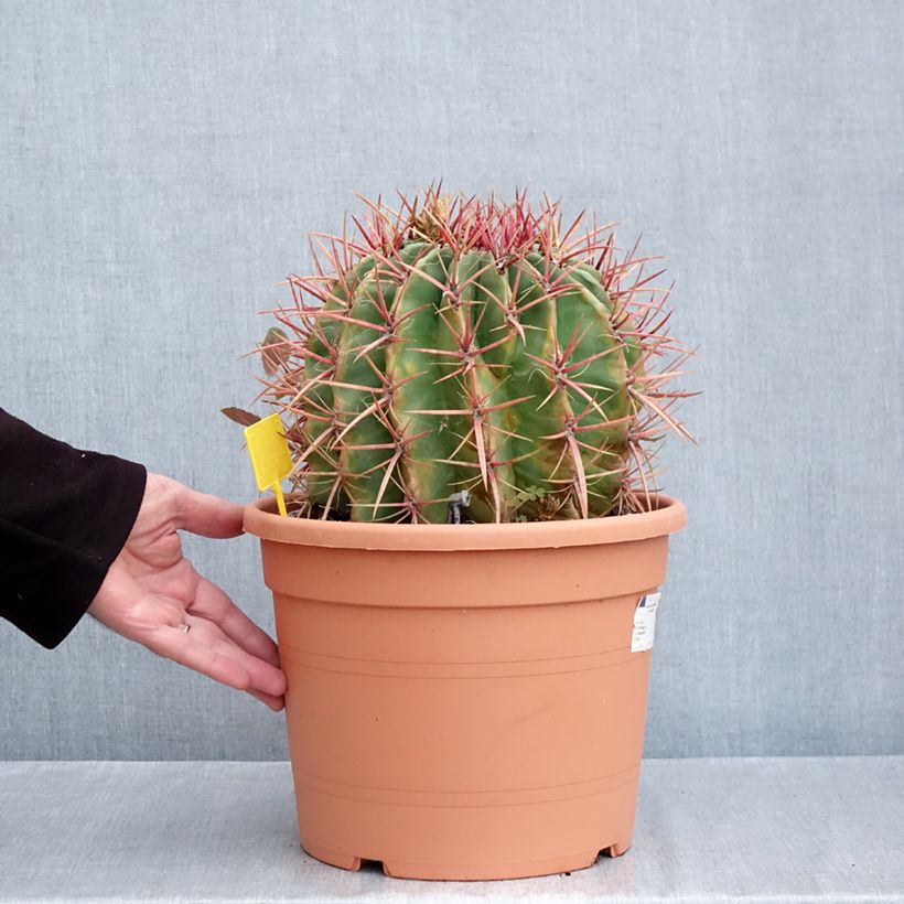 Esemplare di Ferocactus stainesii var. pilosus - Cactus Pot de 7,5L/10L come consegnato in autunno