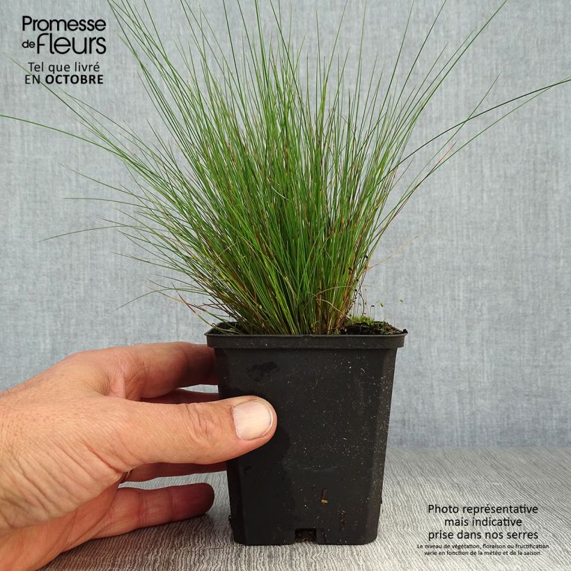Esemplare di Festuca amethystina Vasetto da 8/9 cm come consegnato in autunno