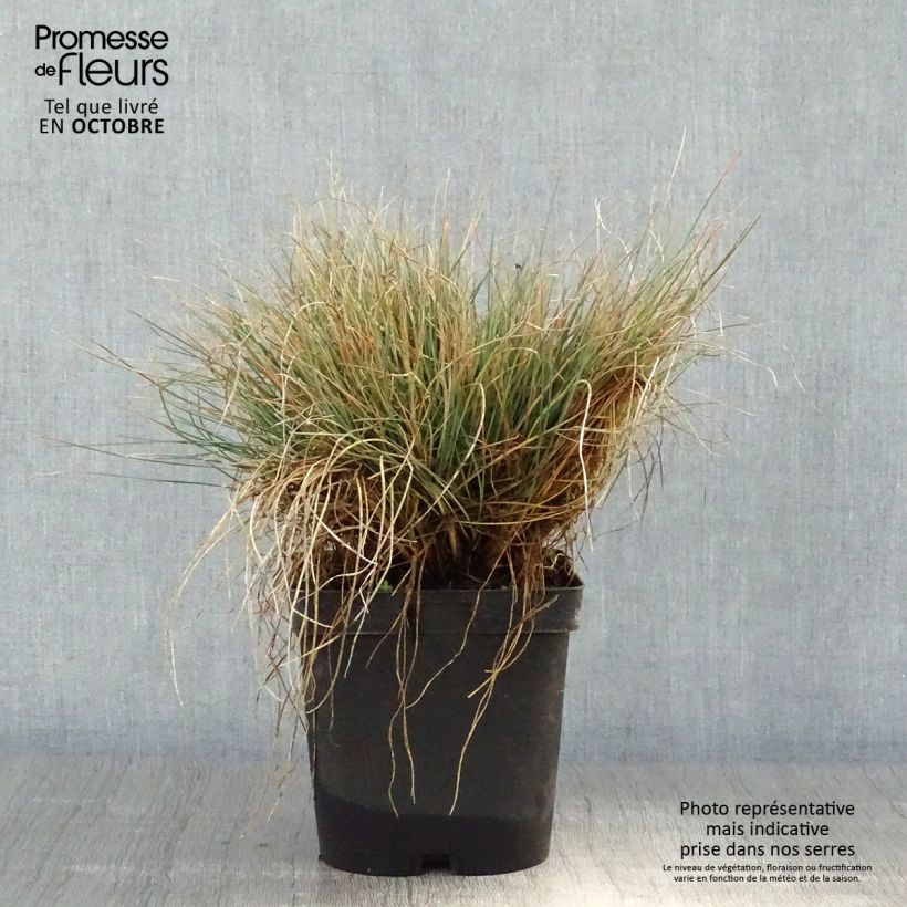 Esemplare di Festuca amethystina Vaso da 2L/3L come consegnato in autunno