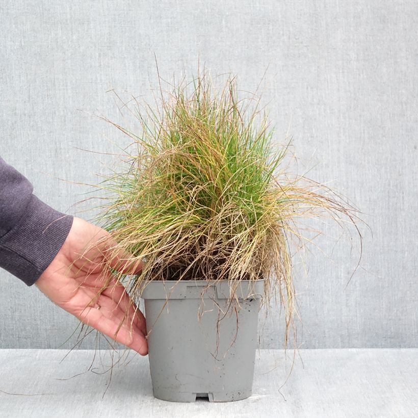 Esemplare di Festuca filiformis - Festuca a foglie capillari Vaso da 2L/3L come consegnato in autunno