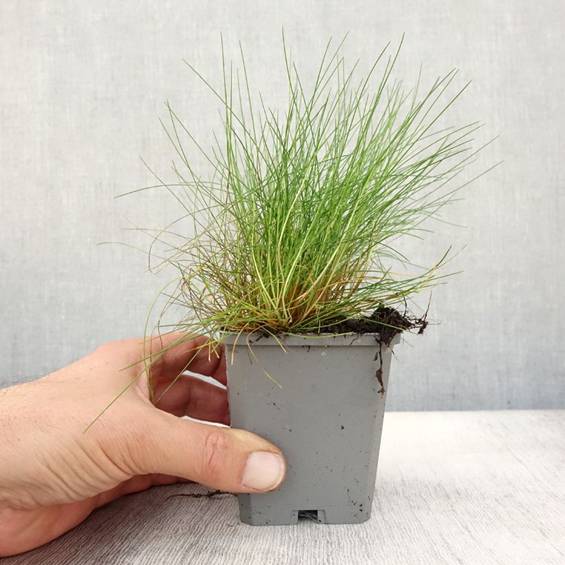 Esemplare di Festuca gautieri Vasetto da 8/9 cm come consegnato in autunno