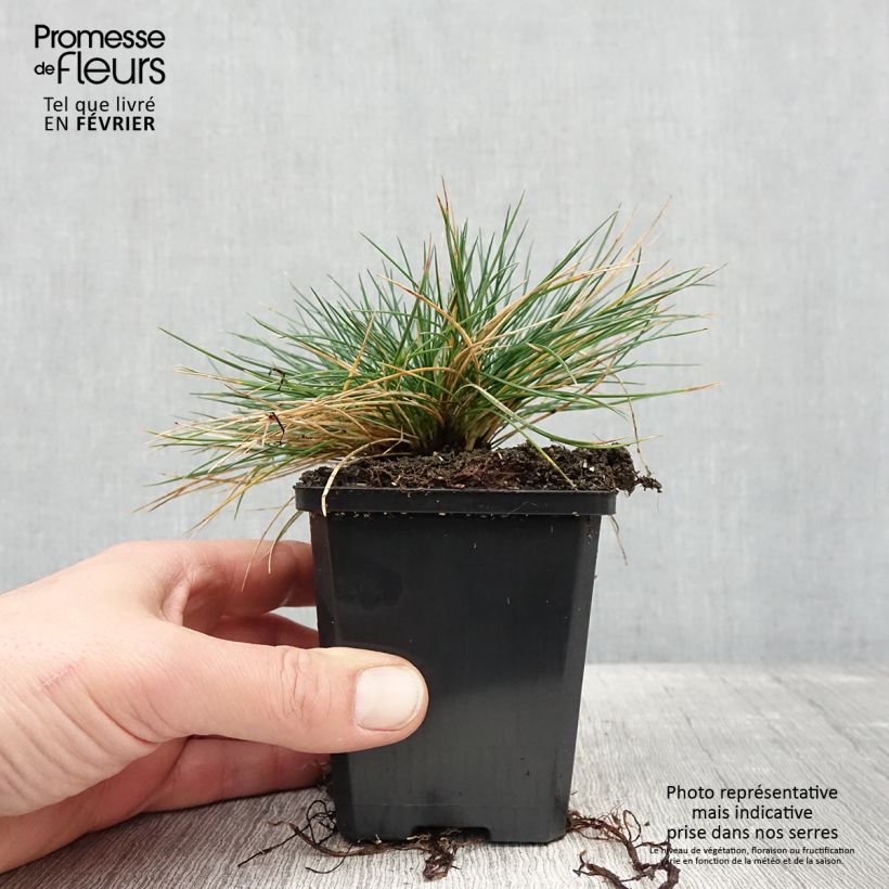 Festuca glauca Intense Blue - Festuca blu Vasetto da 8/9 cm esemplare consegnato in inverno