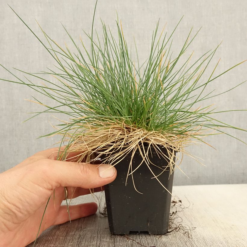 Festuca glauca Intense Blue - Festuca blu Vasetto da 8/9 cm esemplare consegnato in primavera