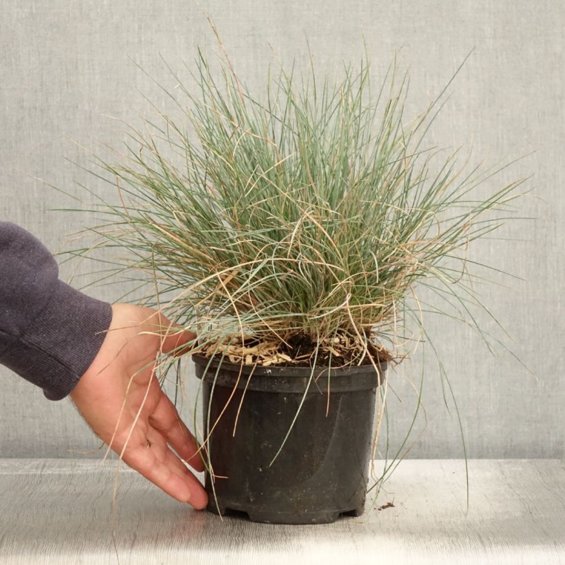 Esemplare di Festuca glauca Intense Blue - Festuca blu Vaso da 2L/3L come consegnato in autunno