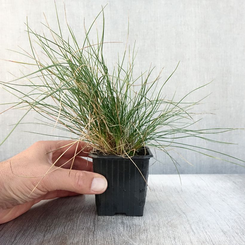 Esemplare di Festuca Sunrise Vasetto da 8/9 cm come consegnato in autunno