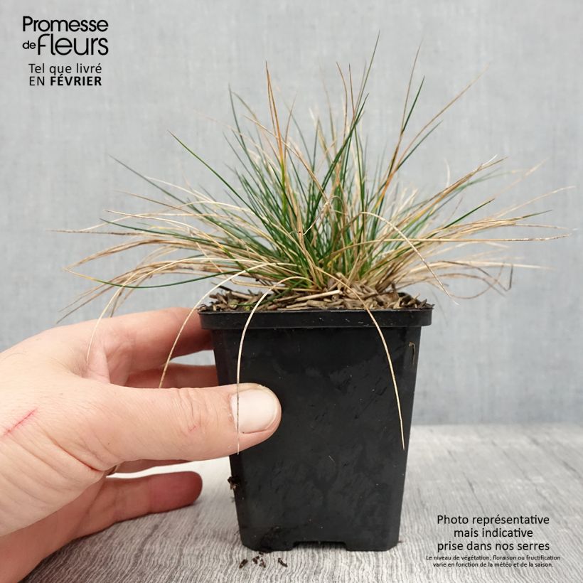 Festuca Sunrise Vasetto da 8/9 cm esemplare consegnato in inverno