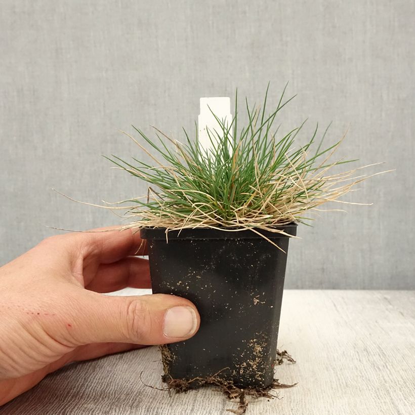 Festuca Sunrise Vasetto da 8/9 cm esemplare consegnato in primavera