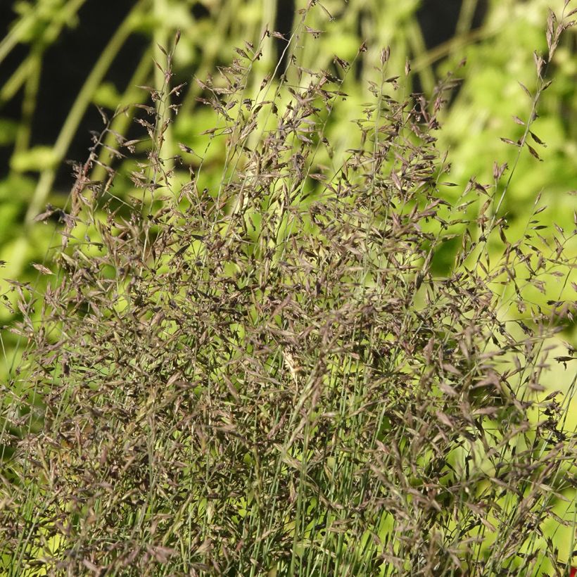 Festuca Sunrise (Fioritura)