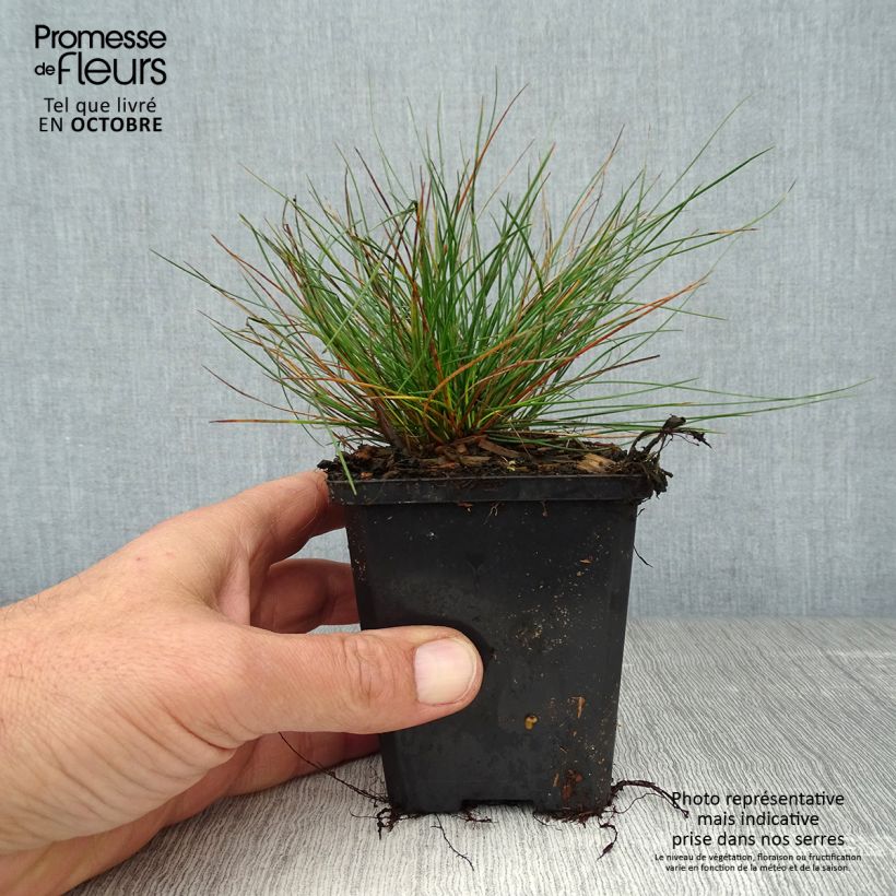 Esemplare di Festuca ovina var. glauca Vasetto da 8/9 cm come consegnato in autunno
