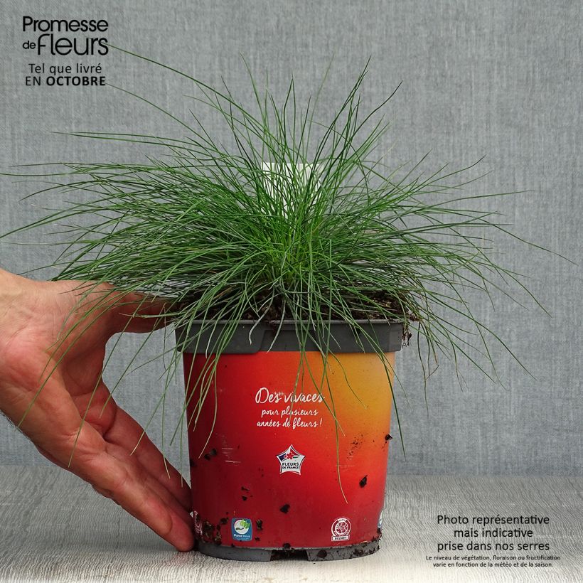 Esemplare di Festuca ovina var. glauca Vaso da 2L/3L come consegnato in autunno