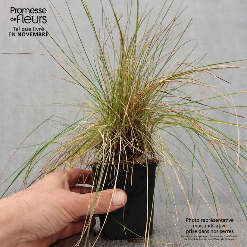 Esemplare di Festuca ovina Vasetto da 8/9 cm come consegnato in autunno
