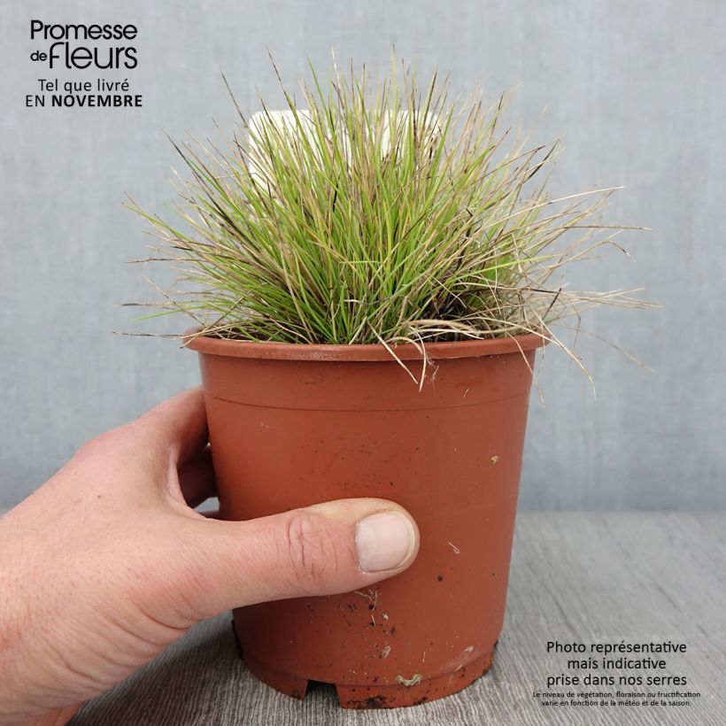 Esemplare di Festuca glauca Golden Toupee - Festuca blu Vaso da 1L/1,5L come consegnato in autunno