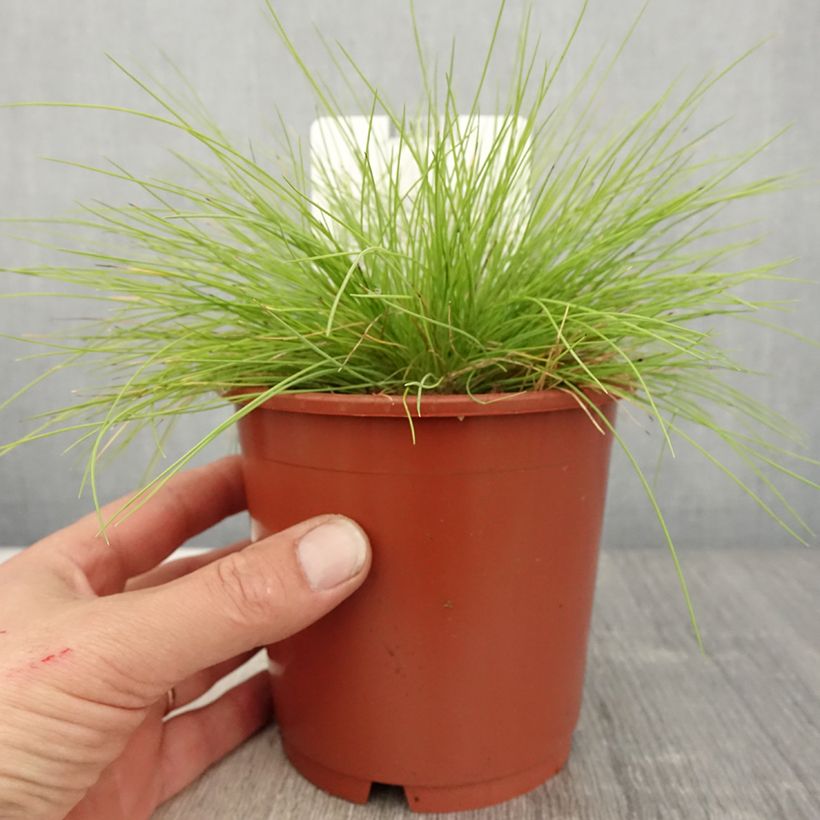 Festuca glauca Golden Toupee - Festuca blu Vaso da 1L/1,5L esemplare consegnato in primavera