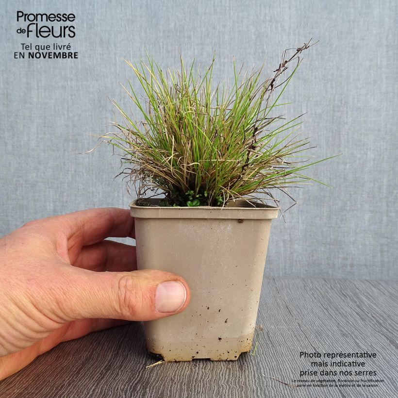 Esemplare di Festuca glauca Golden Toupee - Festuca blu Vasetto da 8/9 cm come consegnato in autunno