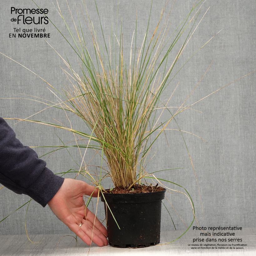 Esemplare di Festuca mairei Vaso da 2L/3L come consegnato in autunno