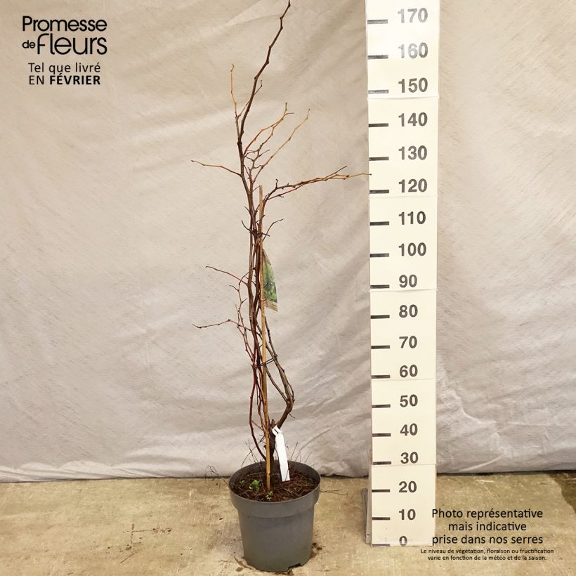 Gleditsia triacanthos f.inermis Sunburst Vaso da 7,5L/10L esemplare consegnato in inverno